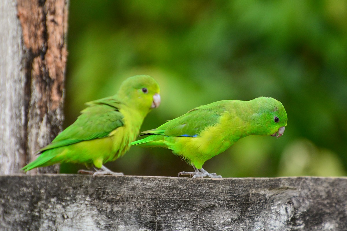 Cobalt-rumped Parrotlet - ML394179171