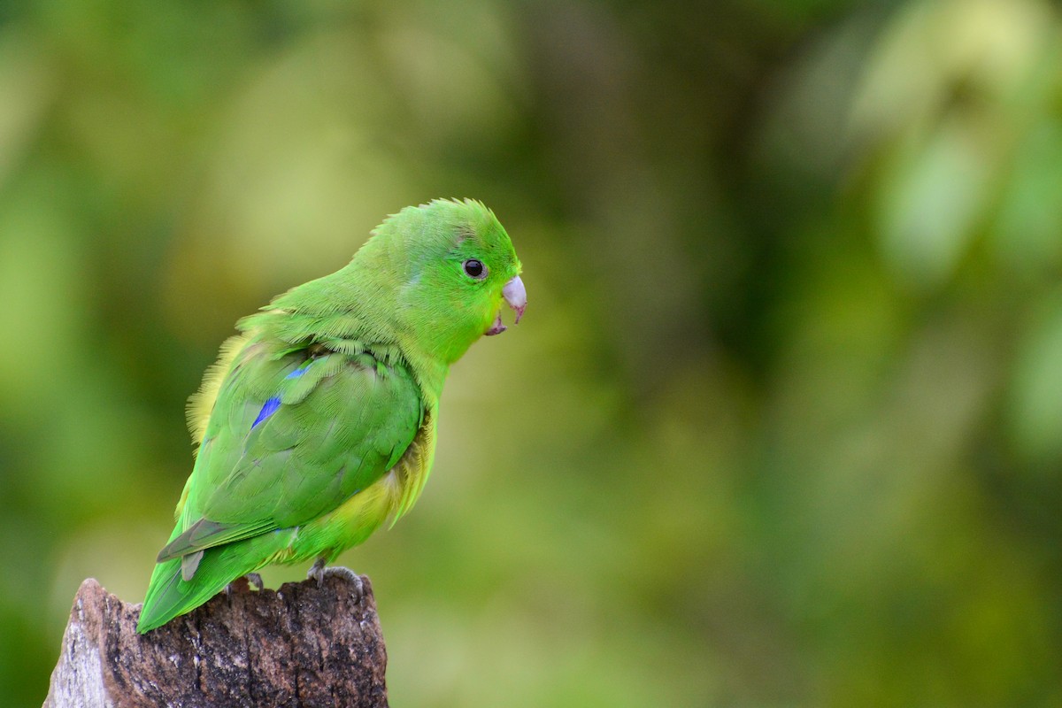 Cobalt-rumped Parrotlet - ML394179181