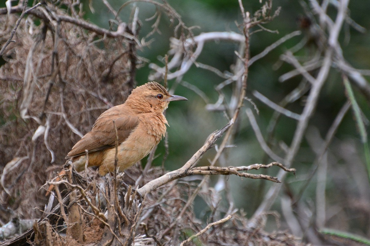 Rufous Hornero - ML394180041