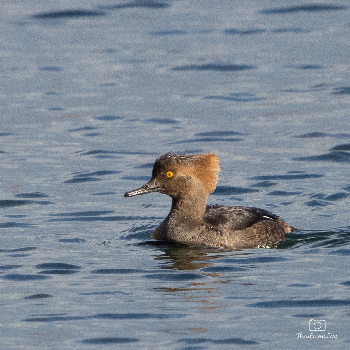 Hooded Merganser - ML394180141
