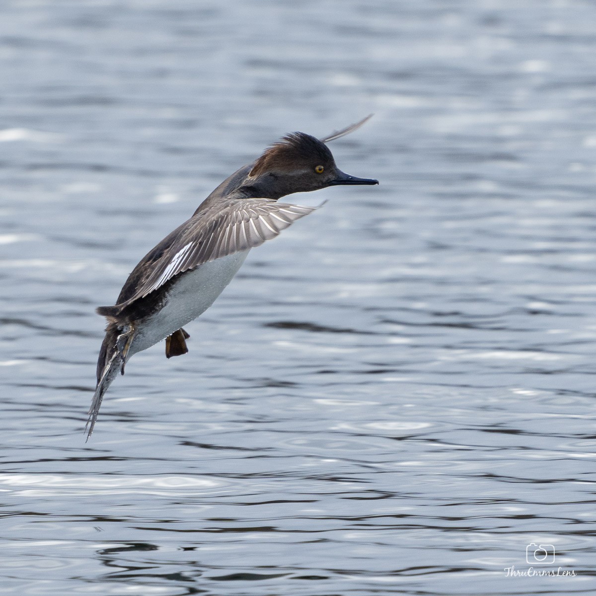 Hooded Merganser - ML394180331