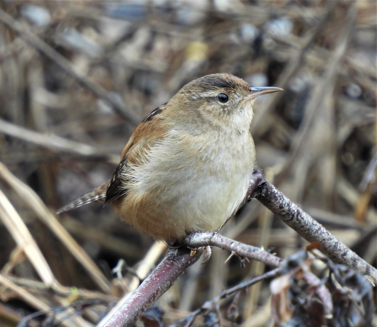 Marsh Wren - Rick Bennett