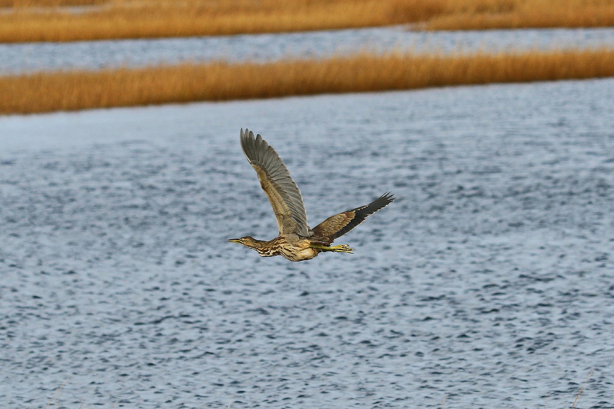 American Bittern - ML39418221