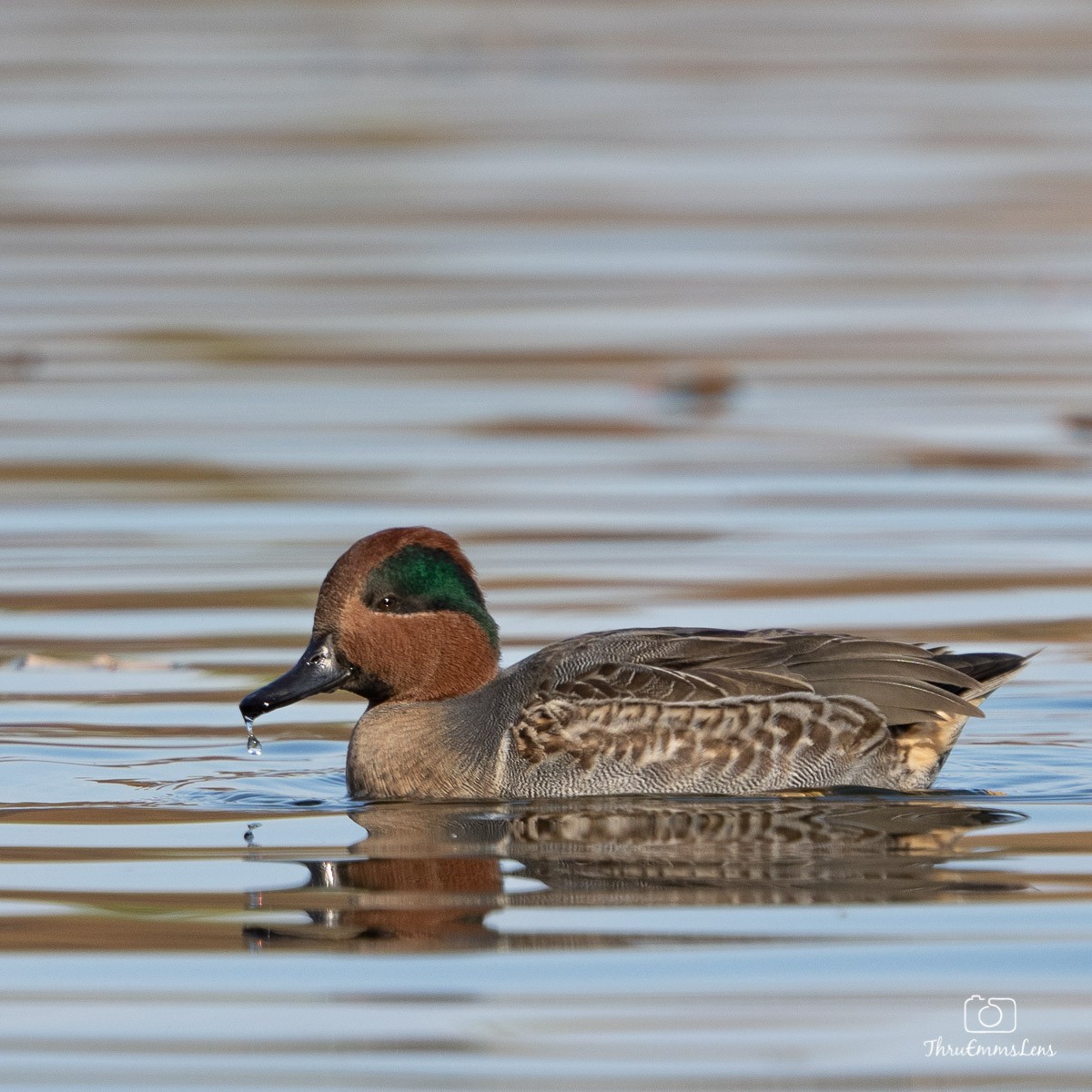 Green-winged Teal - ML394182601
