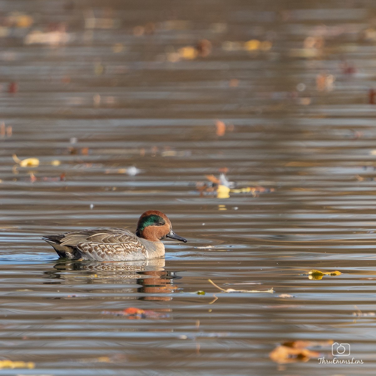 Green-winged Teal - ML394182651
