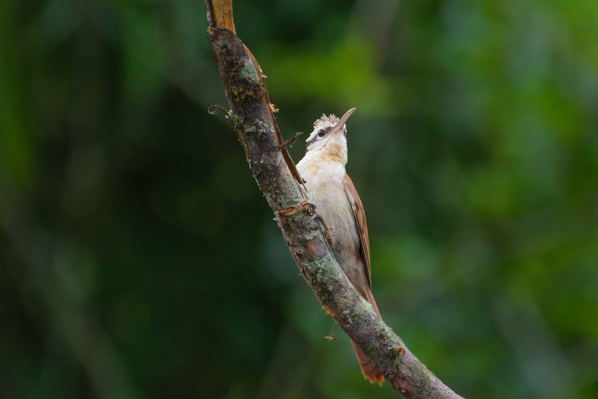 Narrow-billed Woodcreeper - Marcos Eugênio Birding Guide