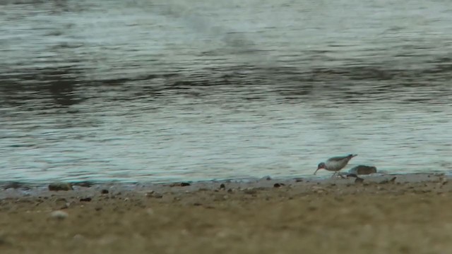 Spotted Sandpiper - ML394183651