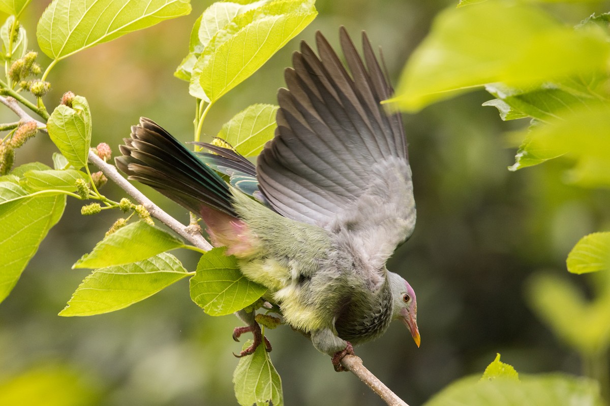 Rapa Fruit-Dove - ML394184081