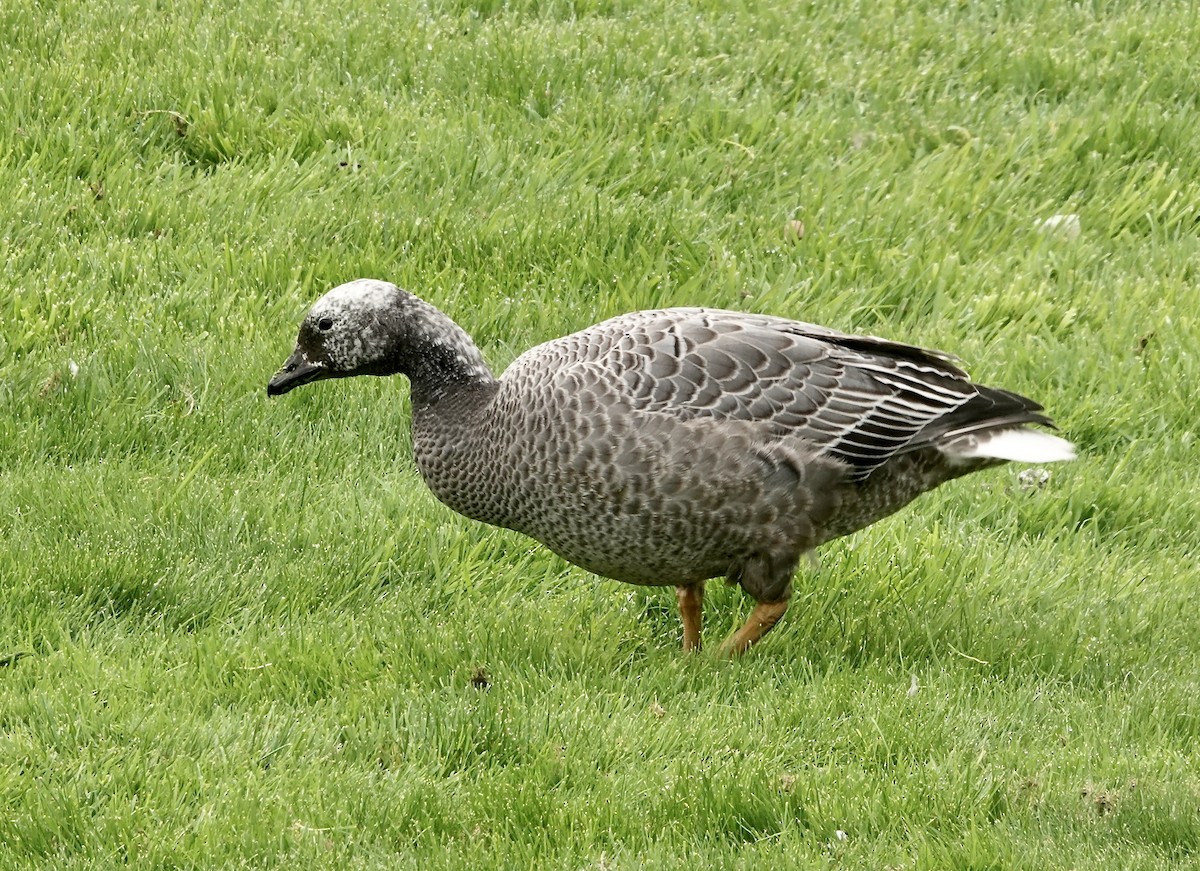 Emperor Goose - ML394185761