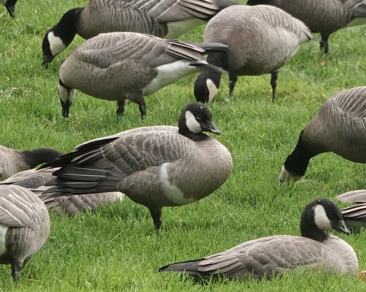 Cackling Goose (minima) - ML394185881