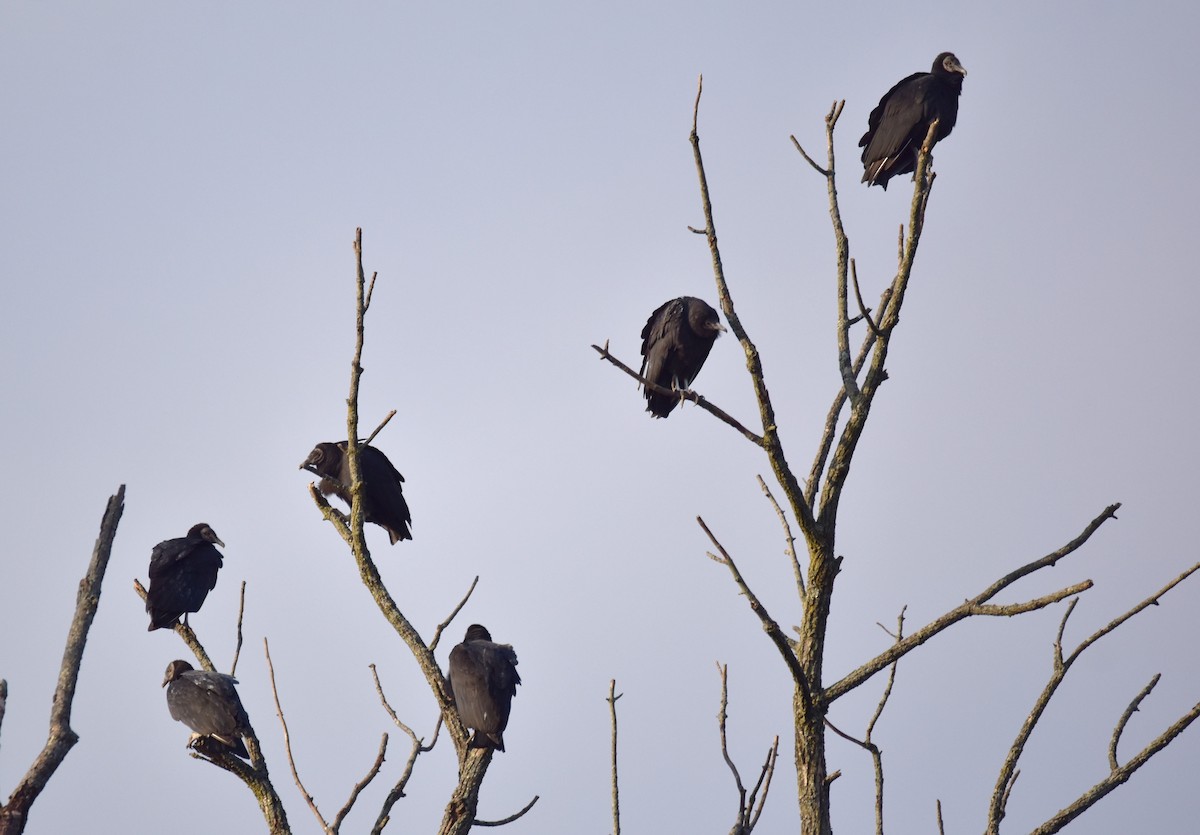 Black Vulture - ML394188861