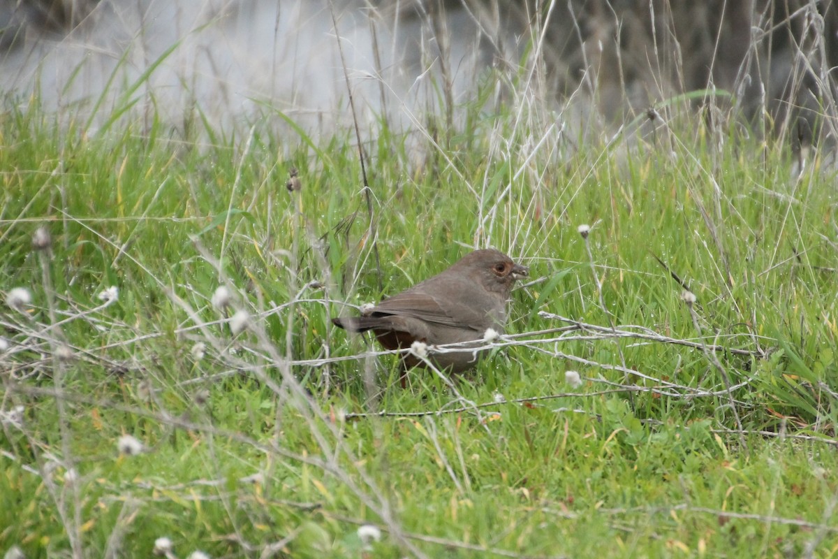 California Towhee - Mark Benson