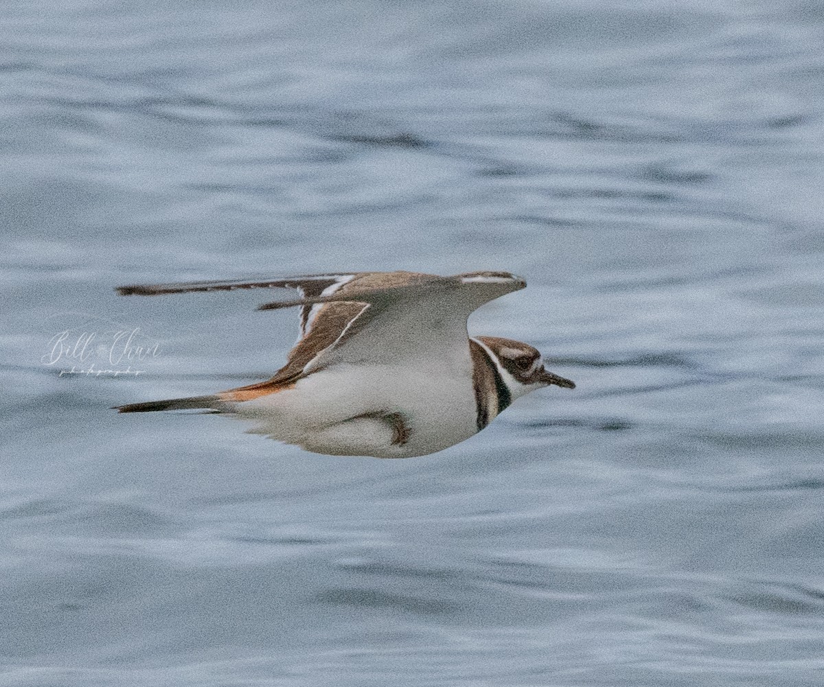 Killdeer - ML394192441