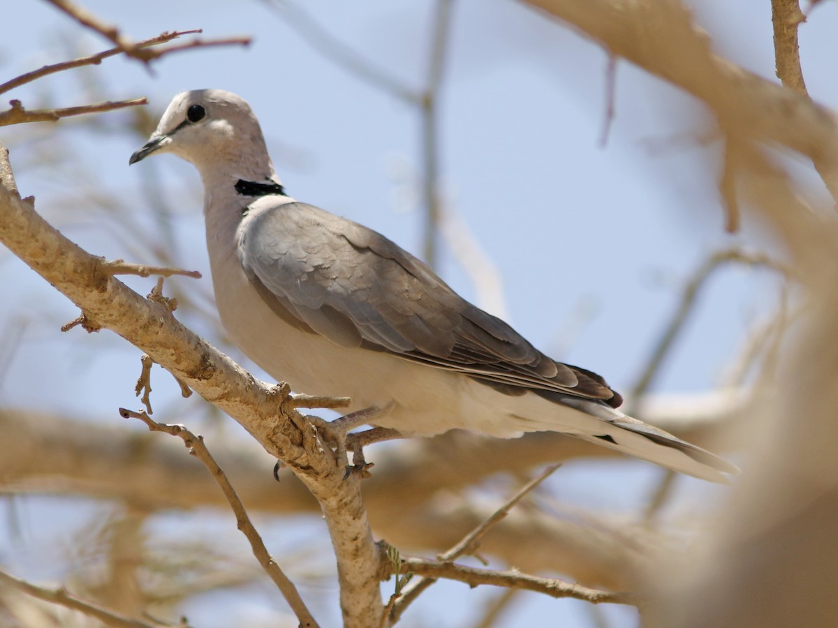 Ring-necked Dove - David Beadle