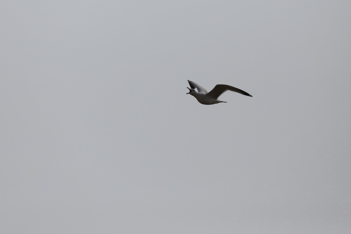 Ring-billed Gull - ML394194131