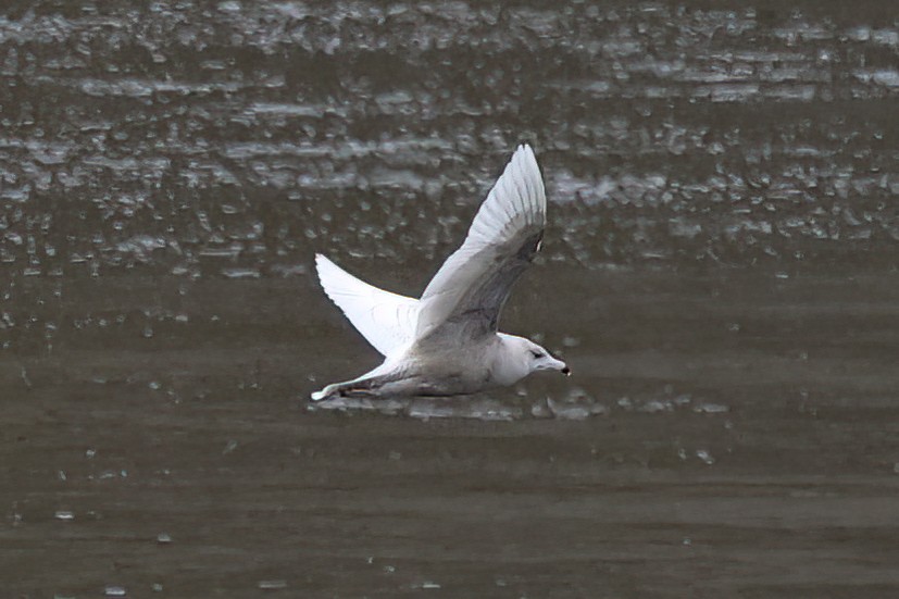 Glaucous Gull - ML394194261