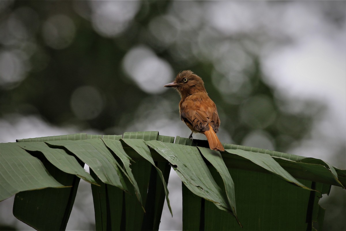 Dull-capped Attila - ML394195971