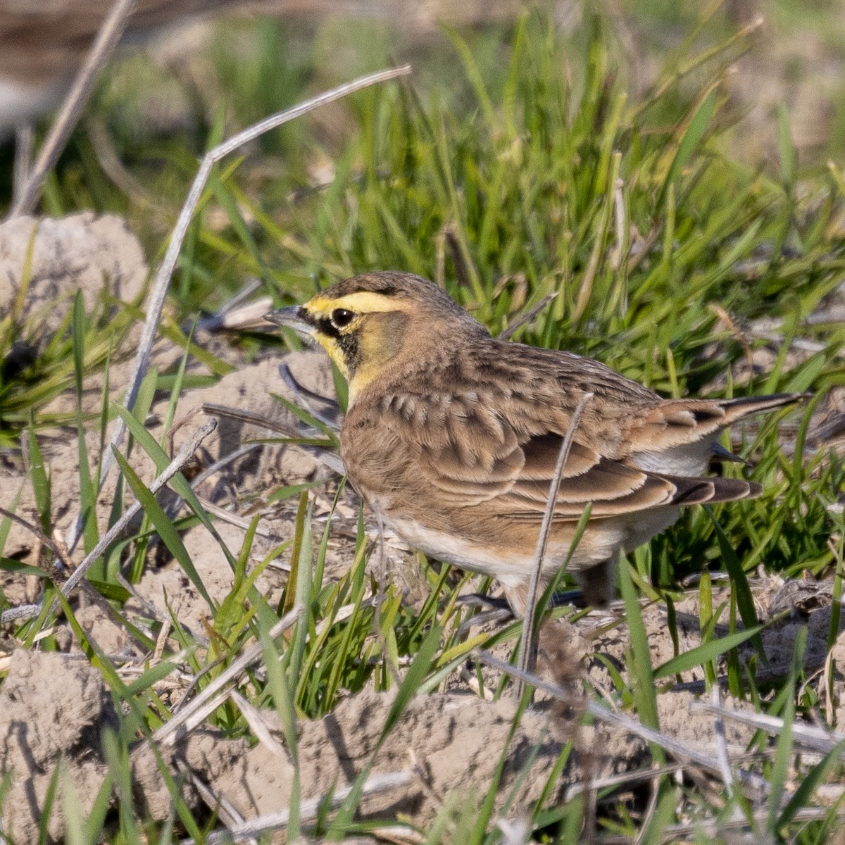 Horned Lark - ML394195991