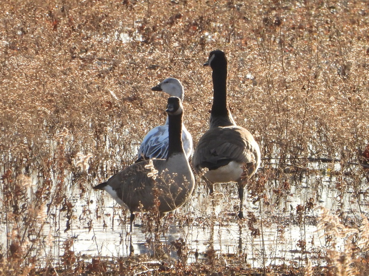 Snow x Ross's Goose (hybrid) - ML394197291