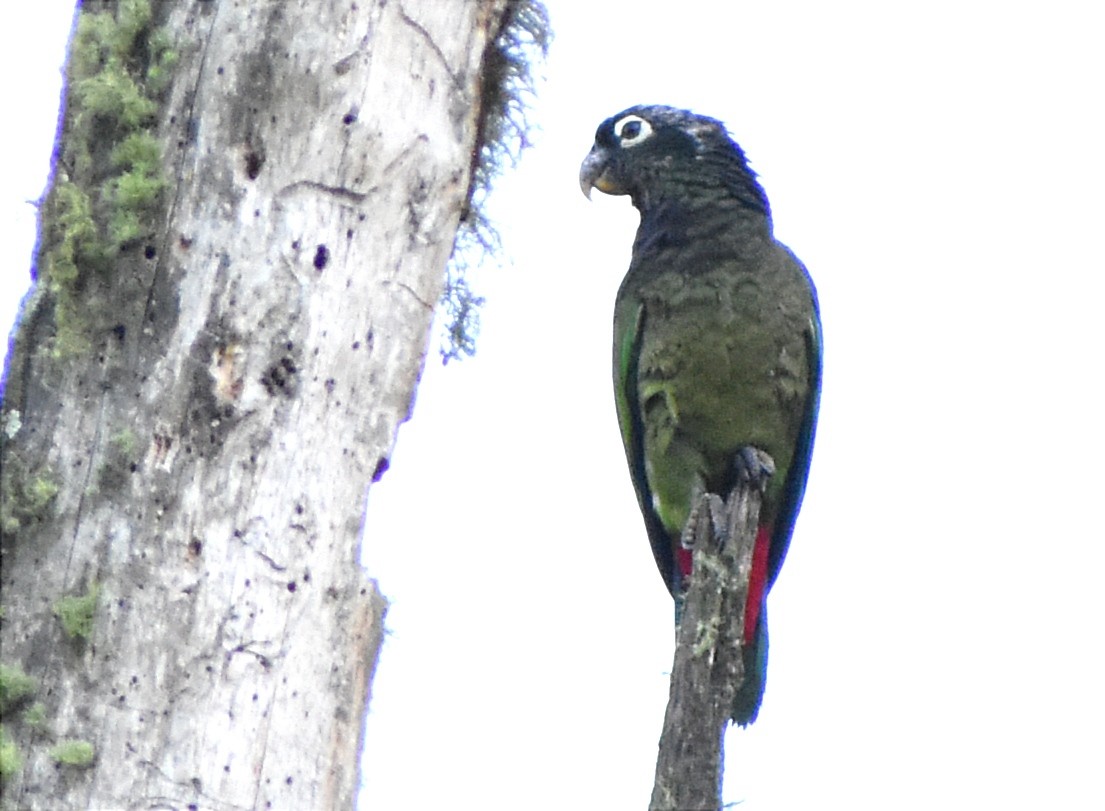 Scaly-headed Parrot - ML394197731