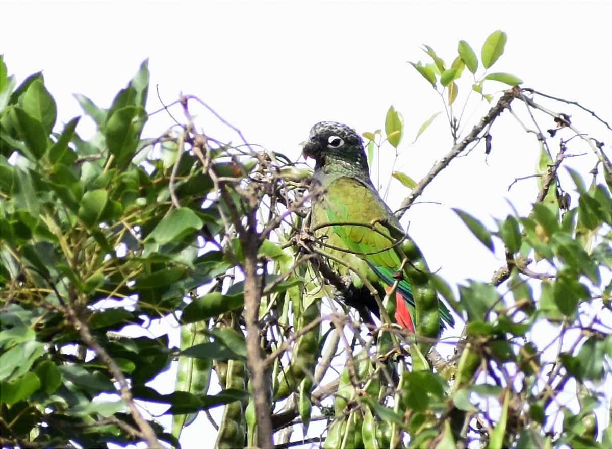 Scaly-headed Parrot - ML394197741