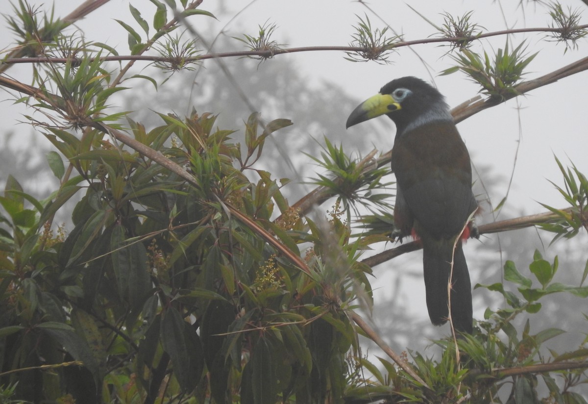 Hooded Mountain-Toucan - ML394198051