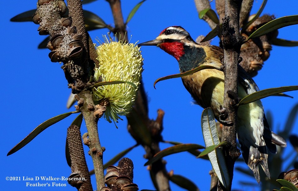 Yellow-bellied Sapsucker - ML394198831