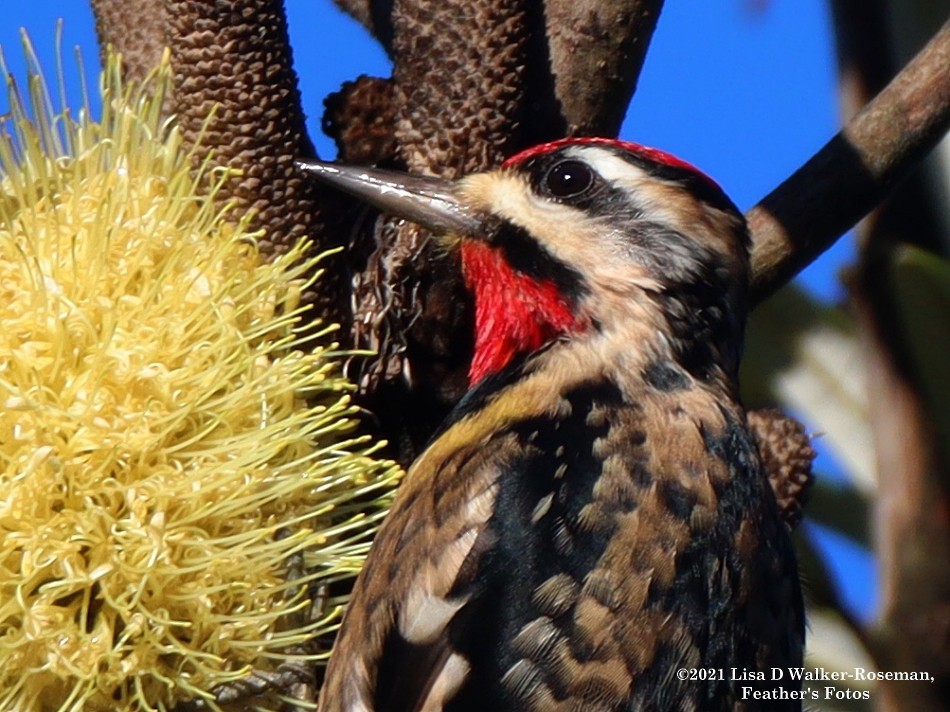 Yellow-bellied Sapsucker - ML394198851