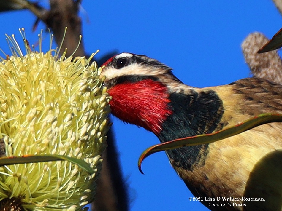 Yellow-bellied Sapsucker - ML394198881