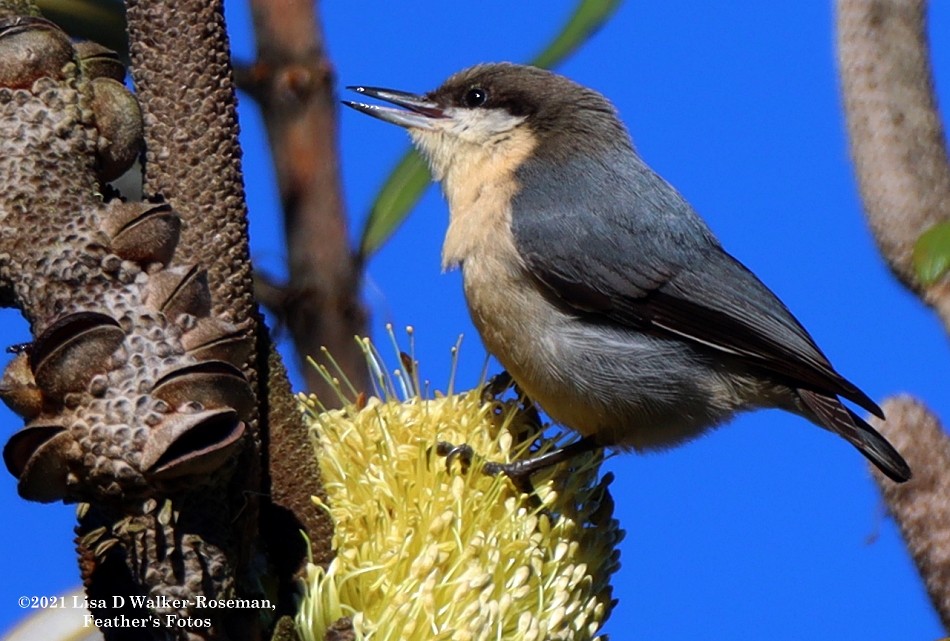 Pygmy Nuthatch - Lisa Walker-Roseman