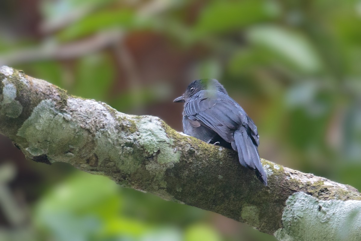 Nimba Flycatcher - Bradley Hacker 🦜