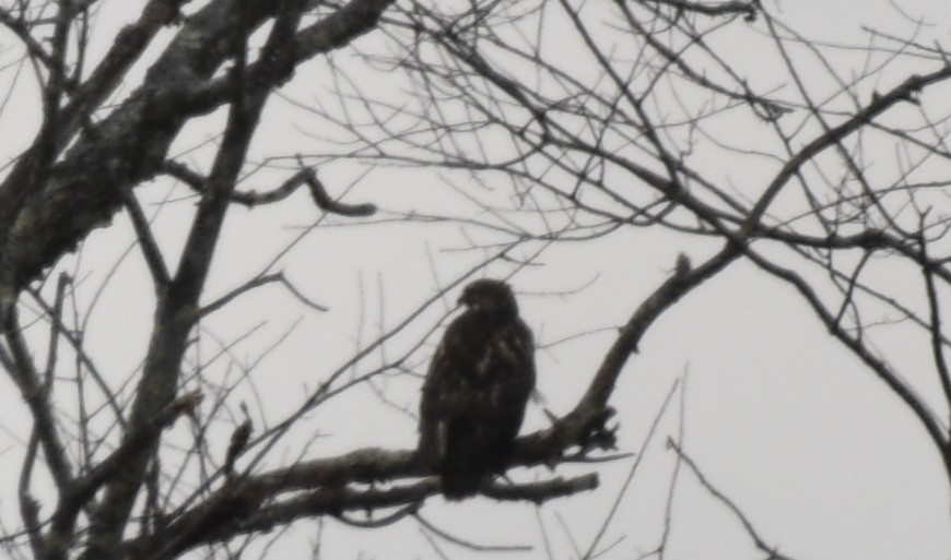 Red-shouldered Hawk - ML394199561