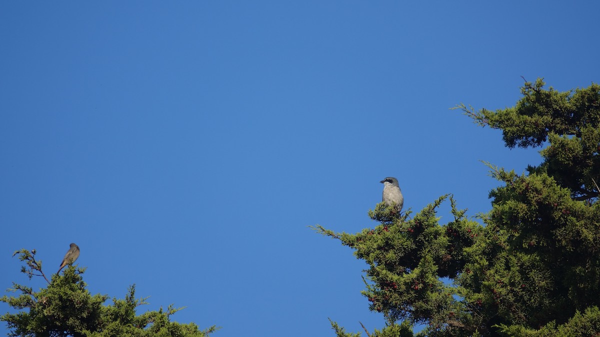 Iberian Gray Shrike - Edurne Ugarte