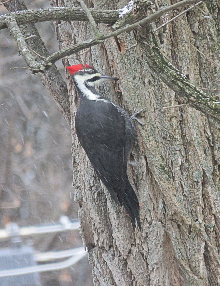 Pileated Woodpecker - Anne Moretti