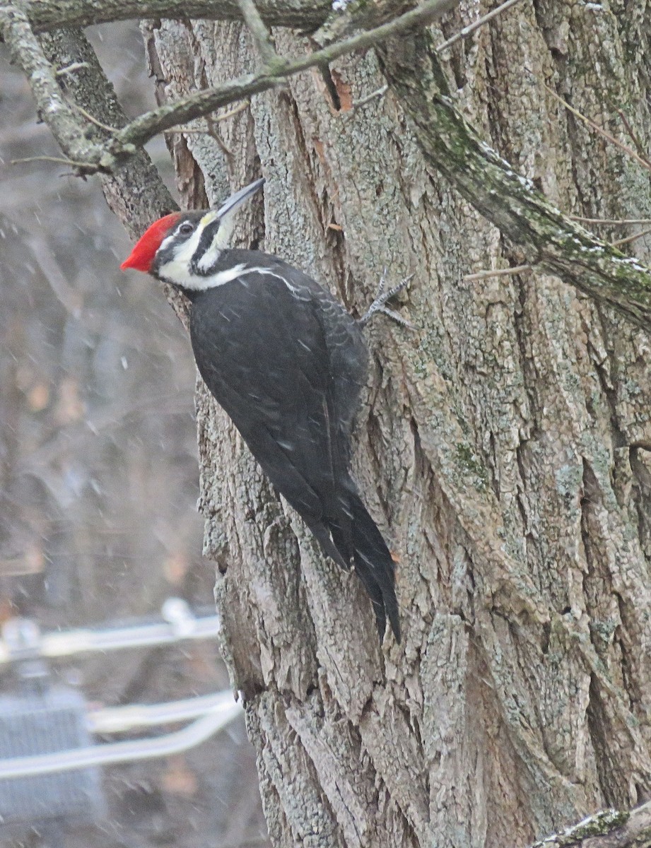 Pileated Woodpecker - Anne Moretti