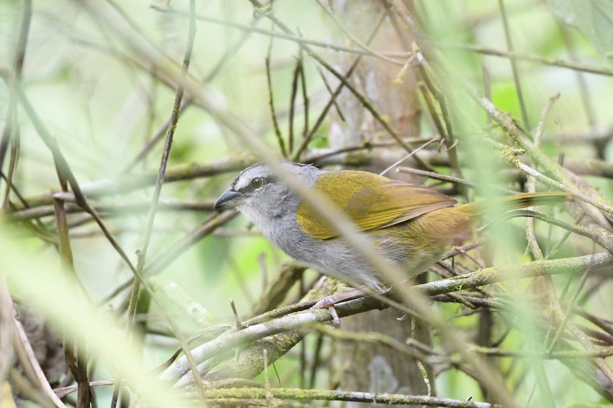 Black-striped Sparrow - ML394201011