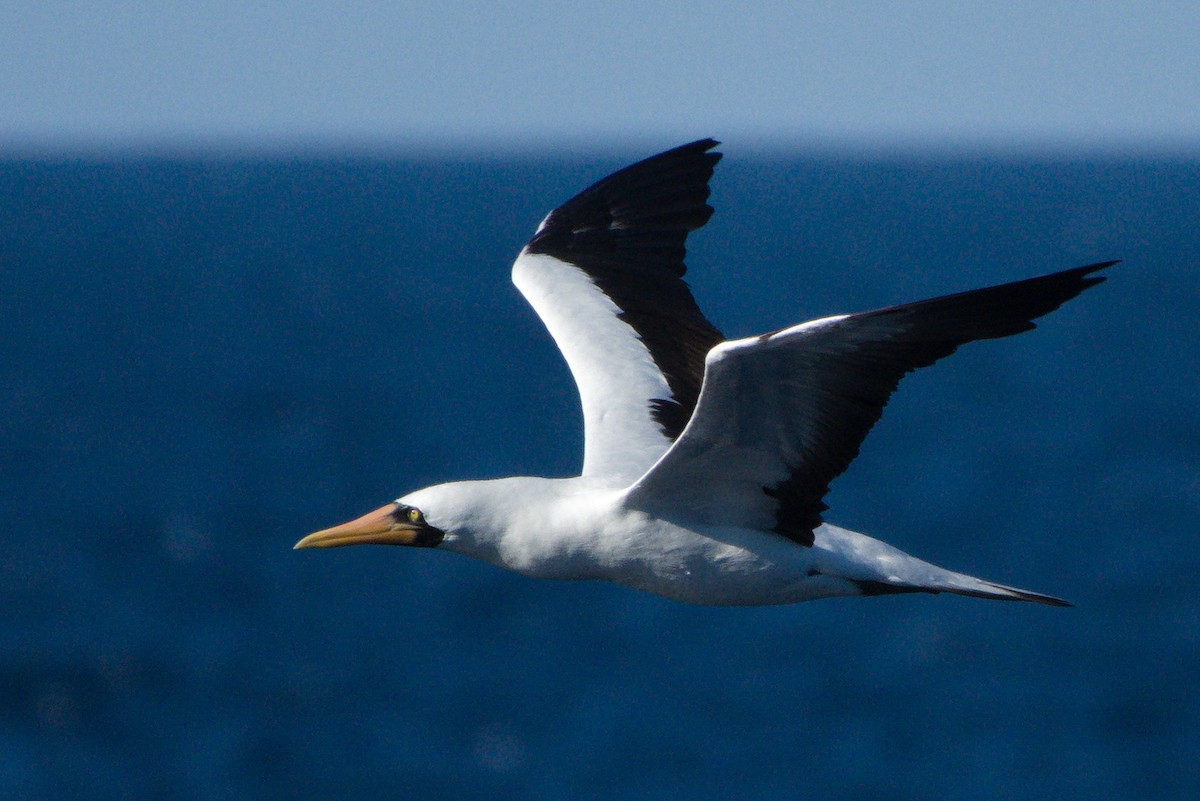 Nazca Booby - ML394201721