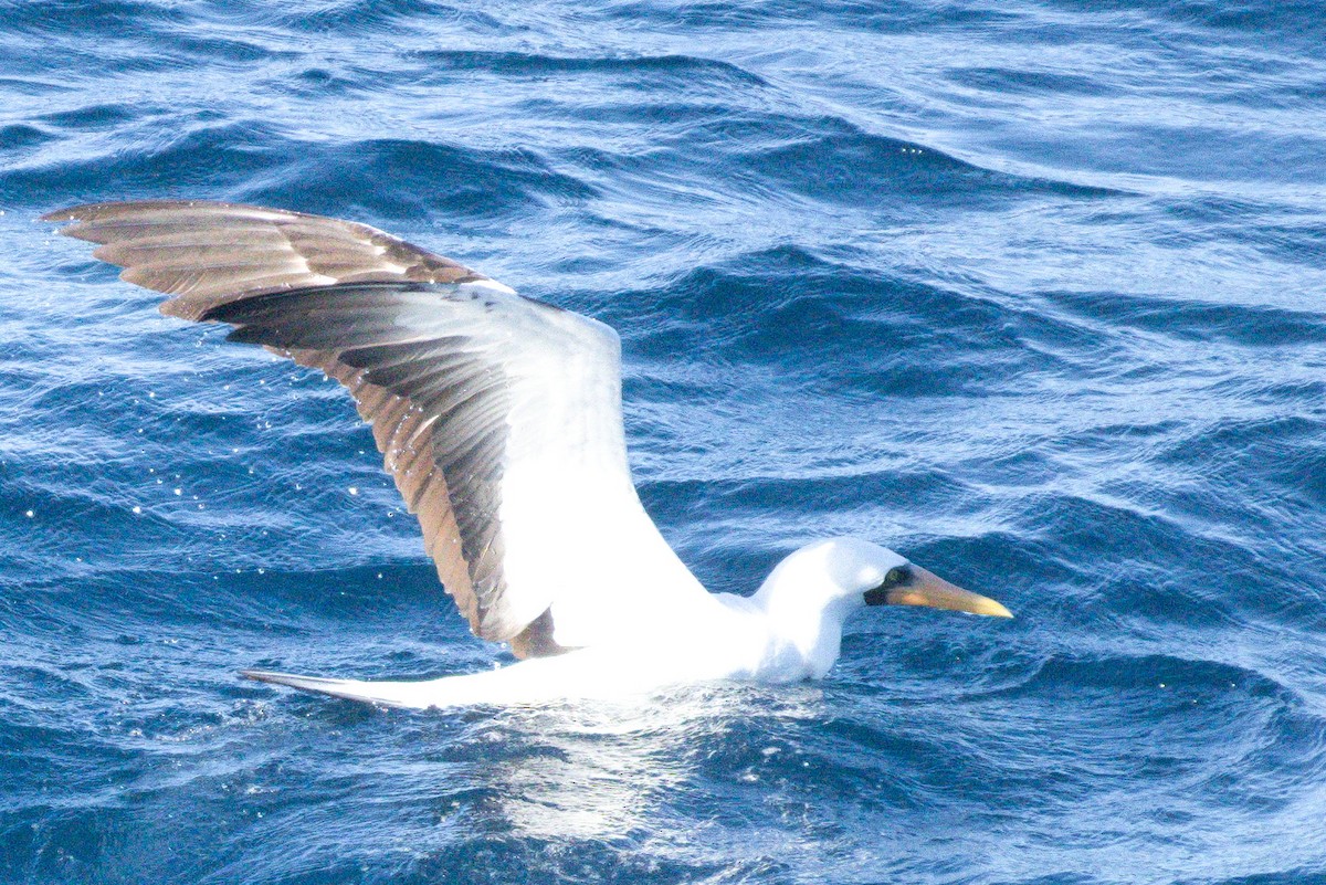 Nazca Booby - ML394201731