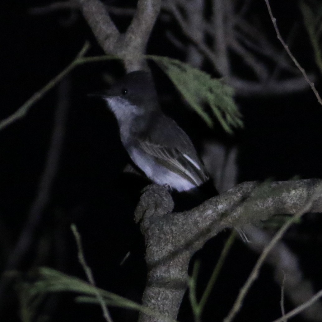 Loggerhead Kingbird - ML394202351