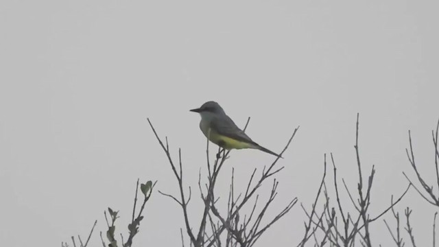 Couch's Kingbird - ML394202671