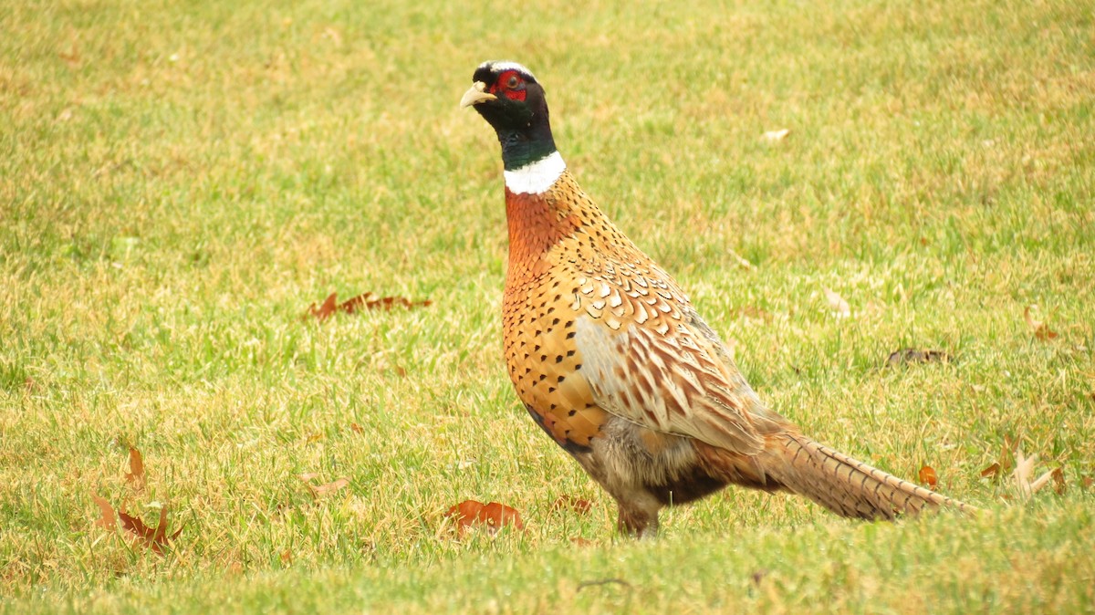 Ring-necked Pheasant - ML394202861