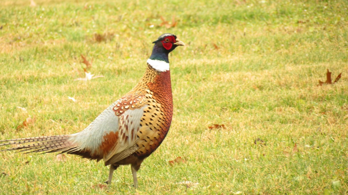 Ring-necked Pheasant - ML394202871