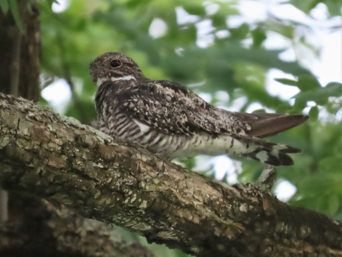 Common Nighthawk - ML394203611