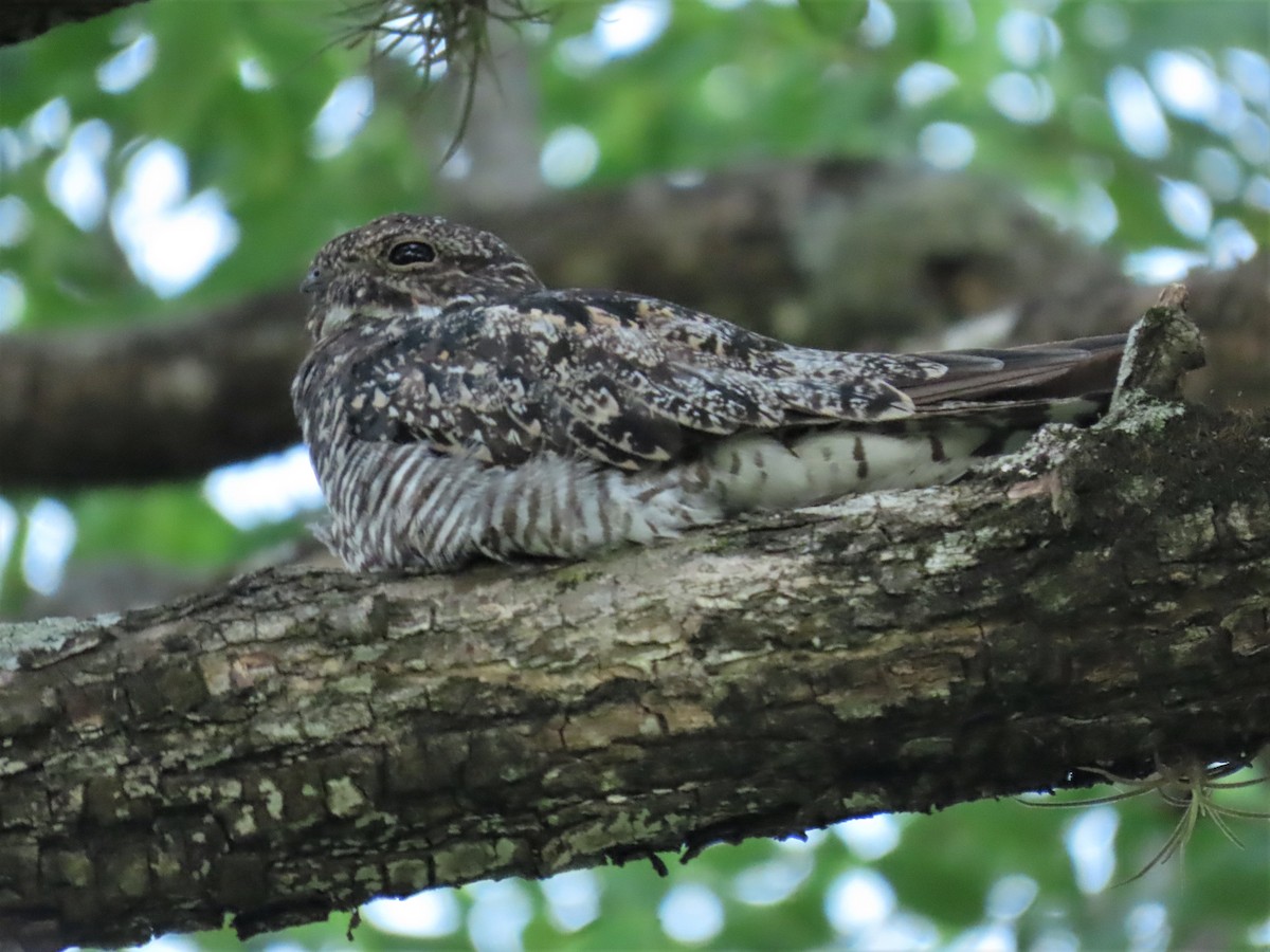 Common Nighthawk - ML394203641