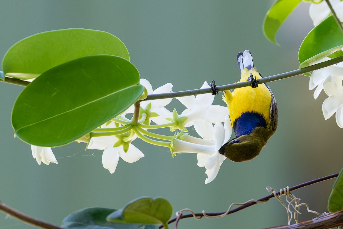 Sahul Sunbird - Steve Popple