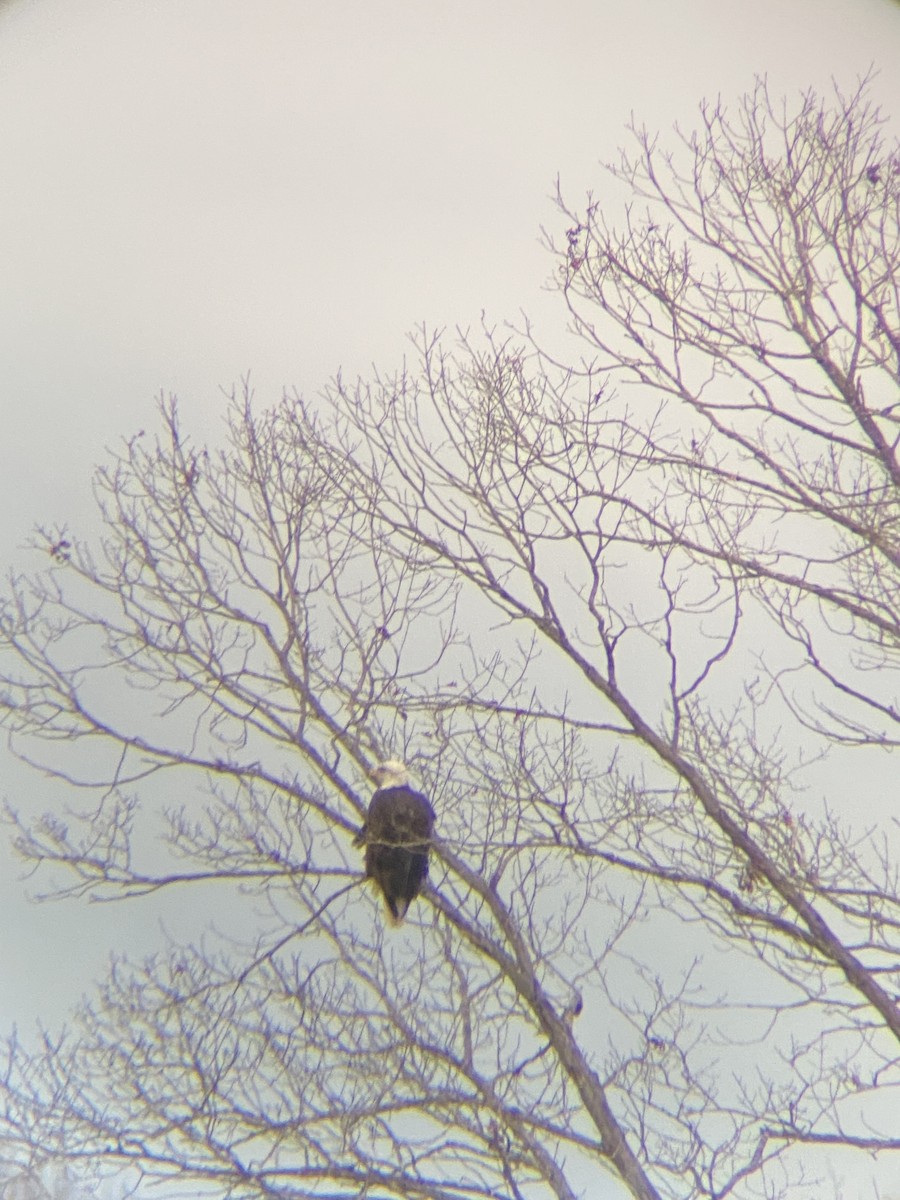 Bald Eagle - ML394204141