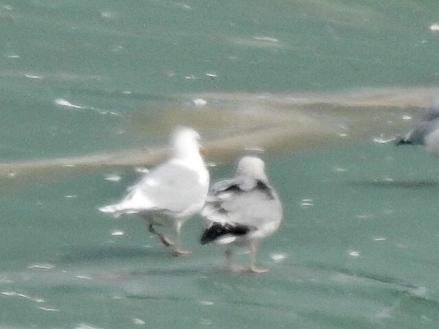 Iceland Gull - ML394204611