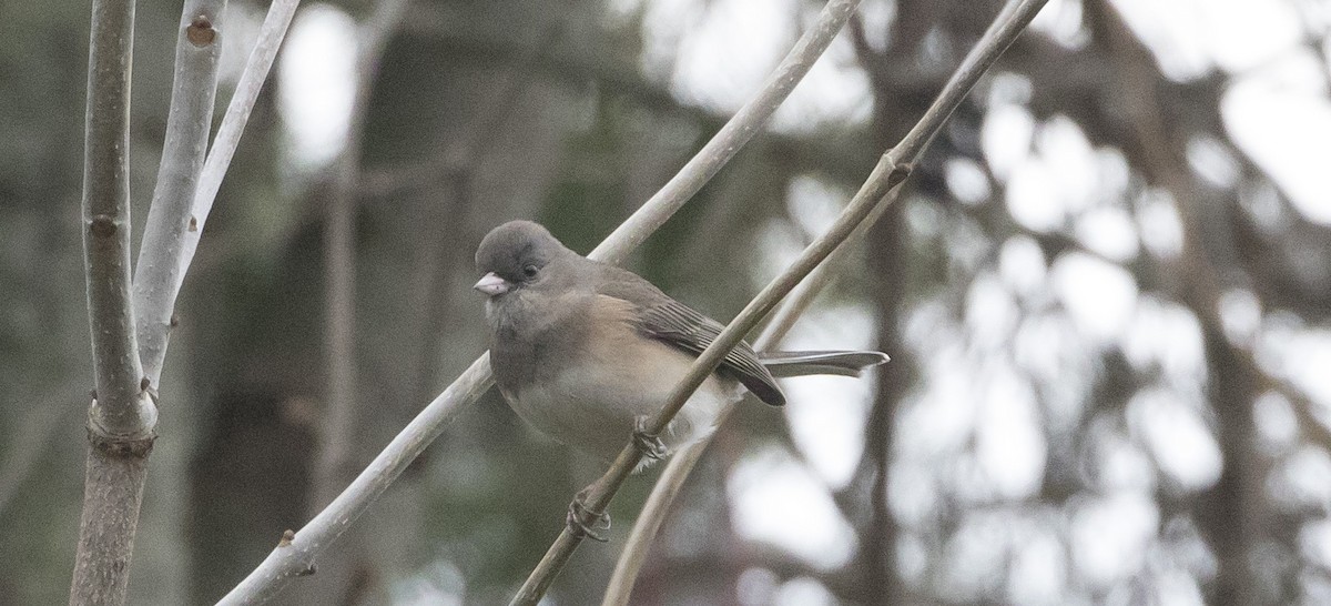 Dark-eyed Junco (Slate-colored/cismontanus) - ML394206651