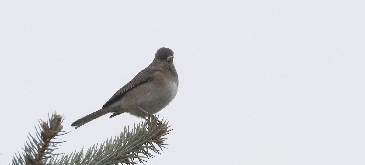 Dark-eyed Junco (Slate-colored/cismontanus) - ML394206661