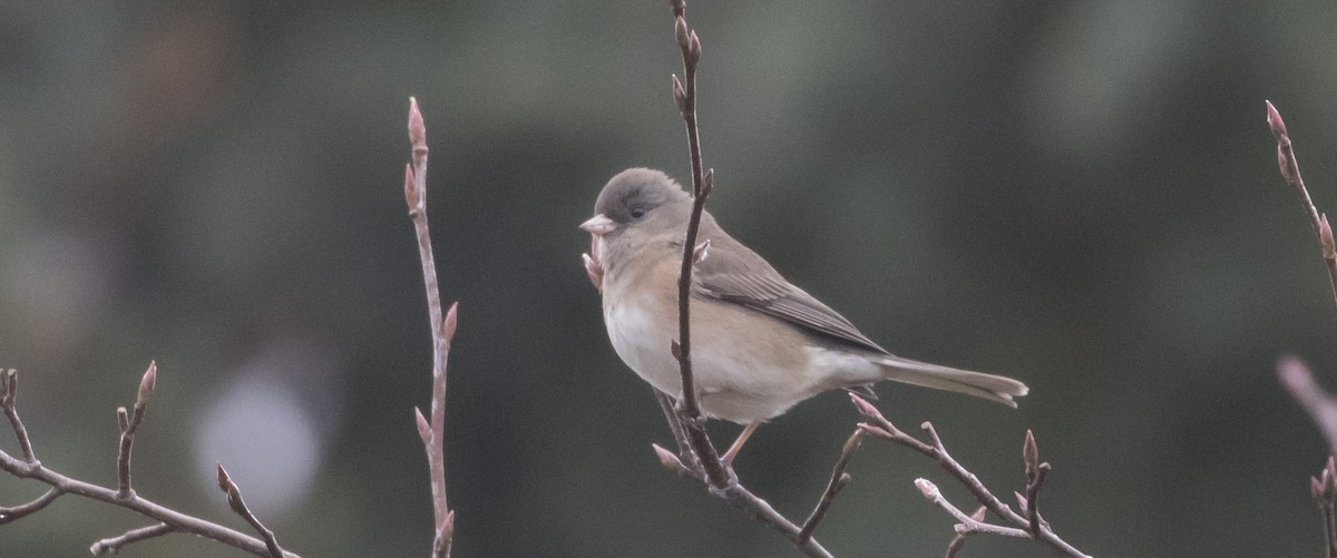 Dark-eyed Junco (Slate-colored/cismontanus) - ML394206671